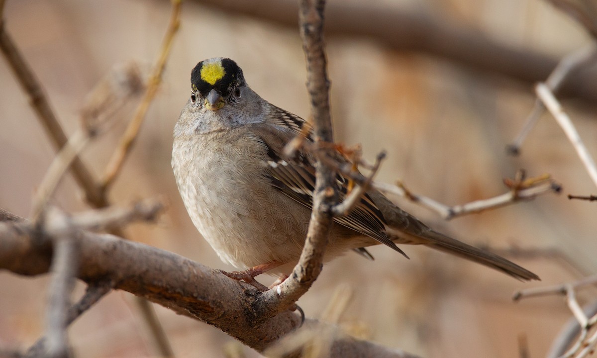 Golden-crowned Sparrow - ML620717967