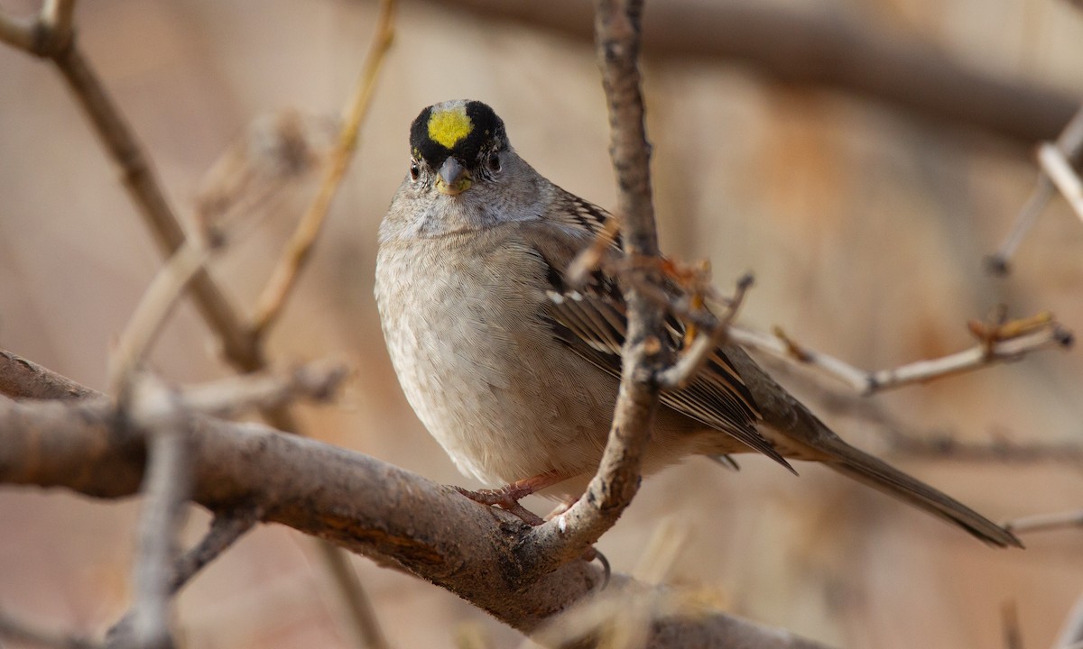 Golden-crowned Sparrow - ML620717968