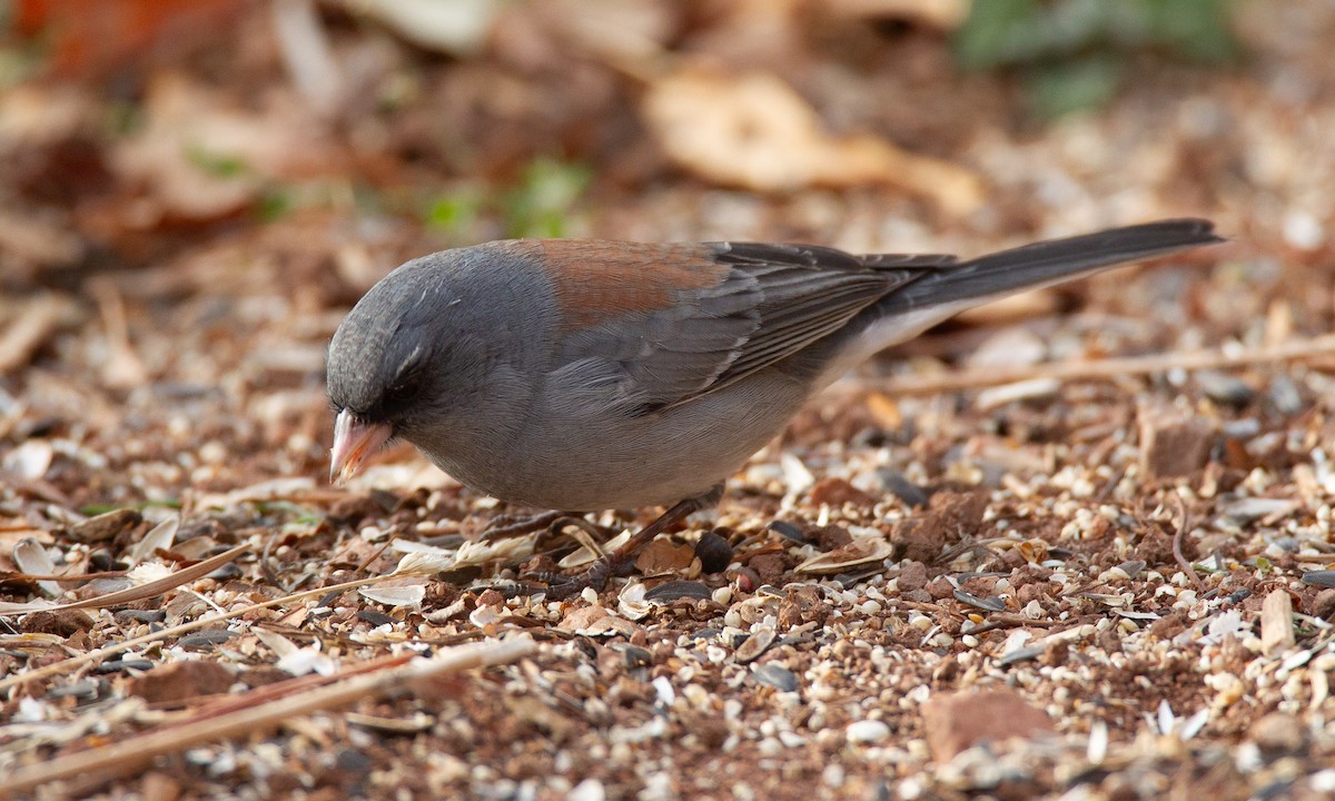 Dark-eyed Junco (Gray-headed) - Chris Wood