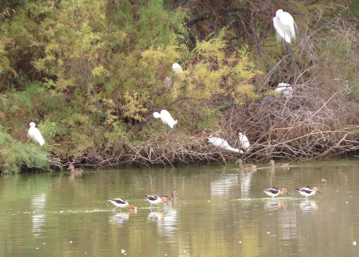 American Avocet - ML620717995