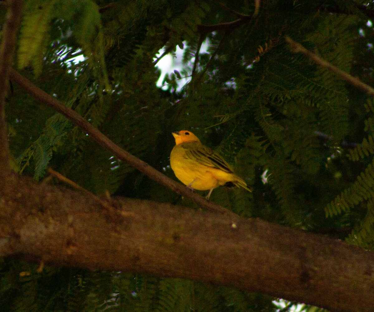 Saffron Finch - ML620717996