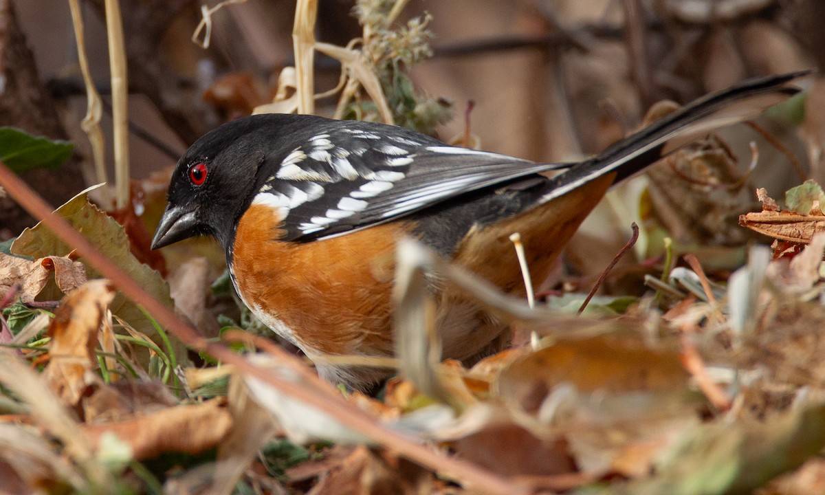 Spotted Towhee - Chris Wood