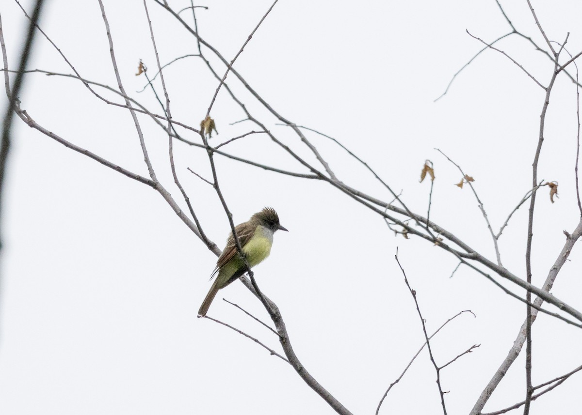 Great Crested Flycatcher - ML620717999
