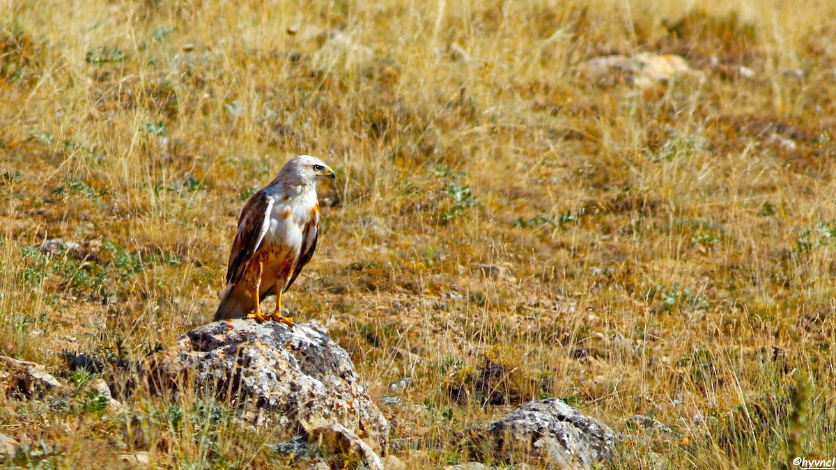 Long-legged Buzzard - ML620718002