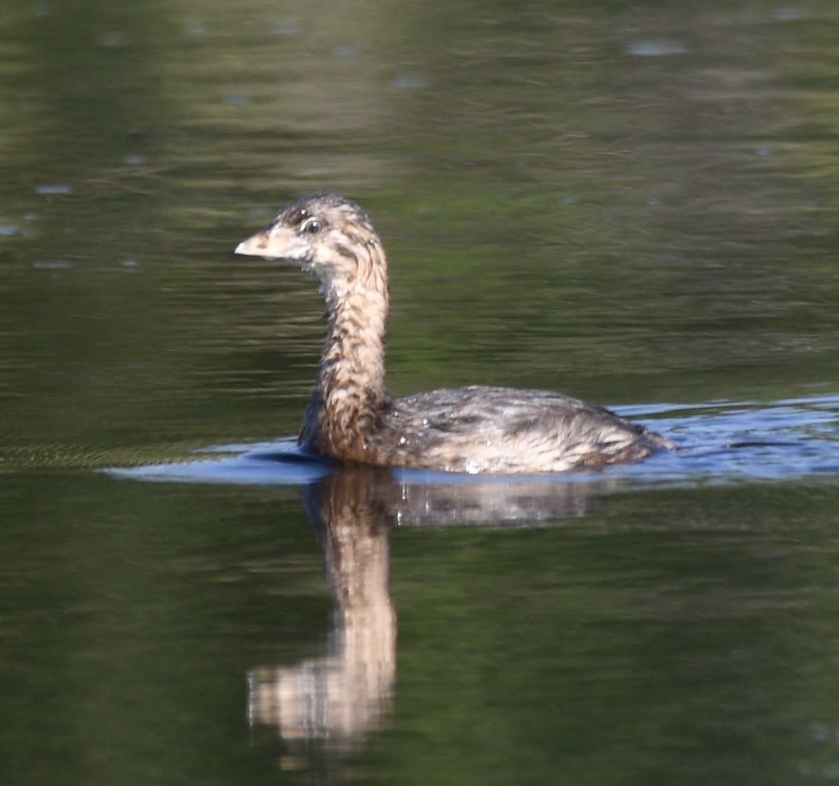 Pied-billed Grebe - ML620718005