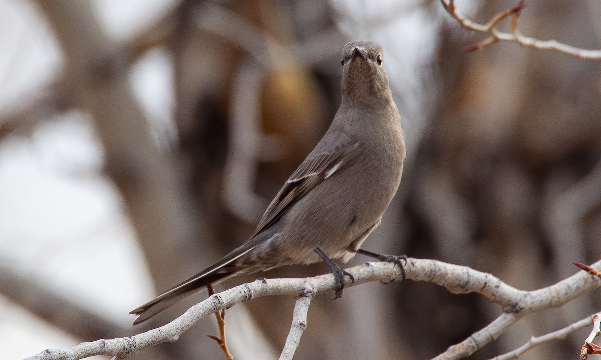 Townsend's Solitaire - ML620718008