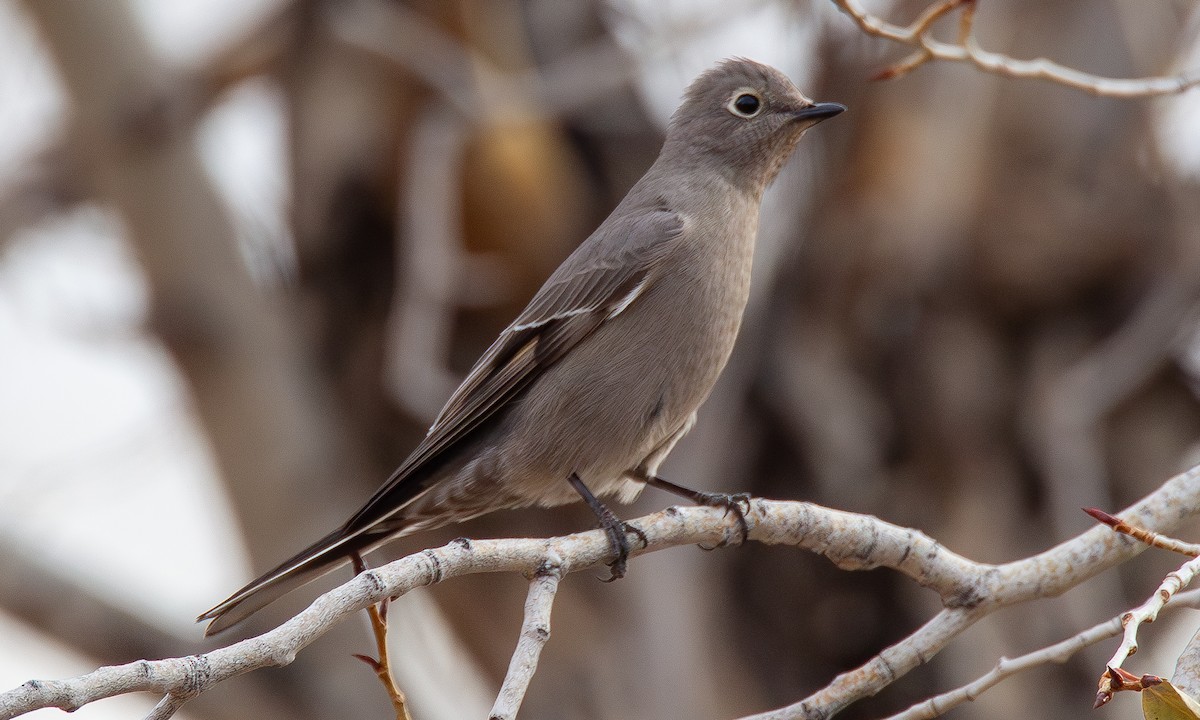 Townsend's Solitaire - ML620718009