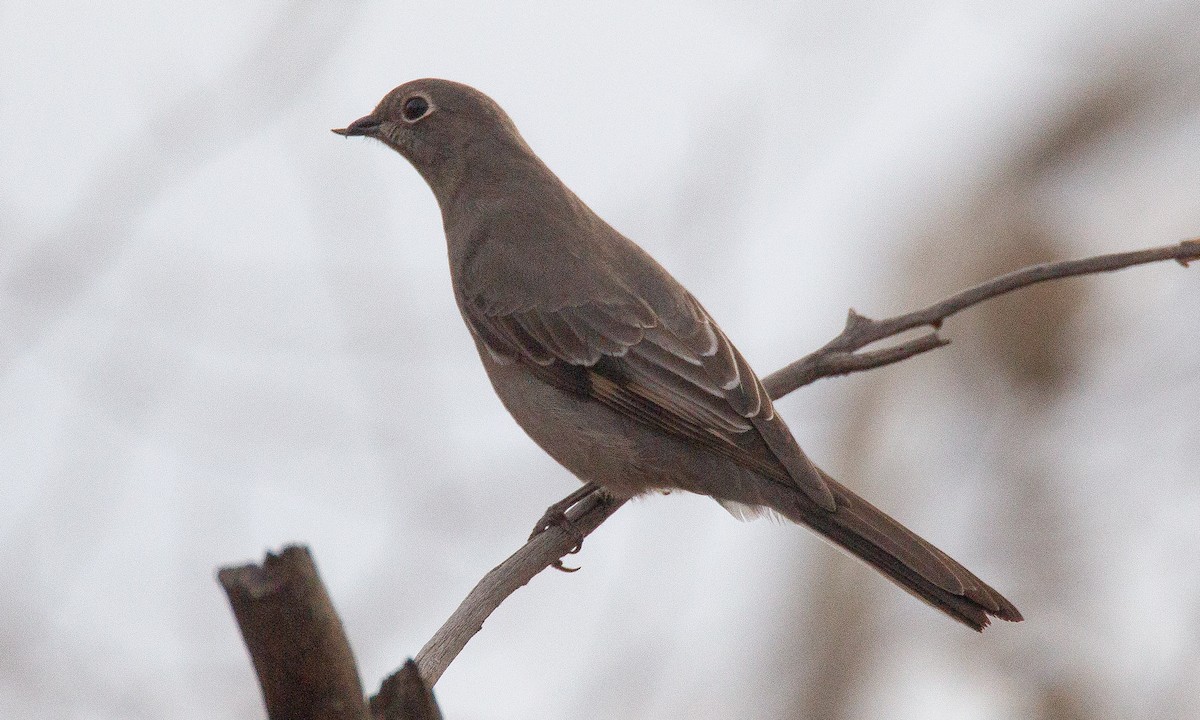 Townsend's Solitaire - ML620718010