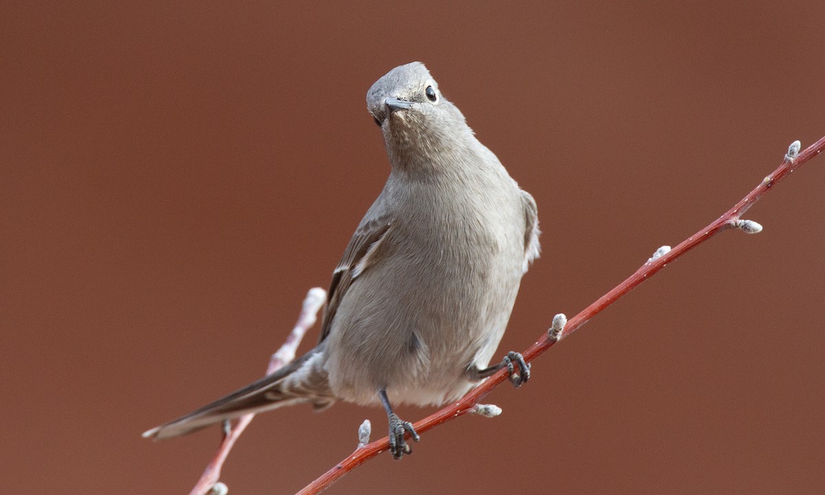 Townsend's Solitaire - Chris Wood