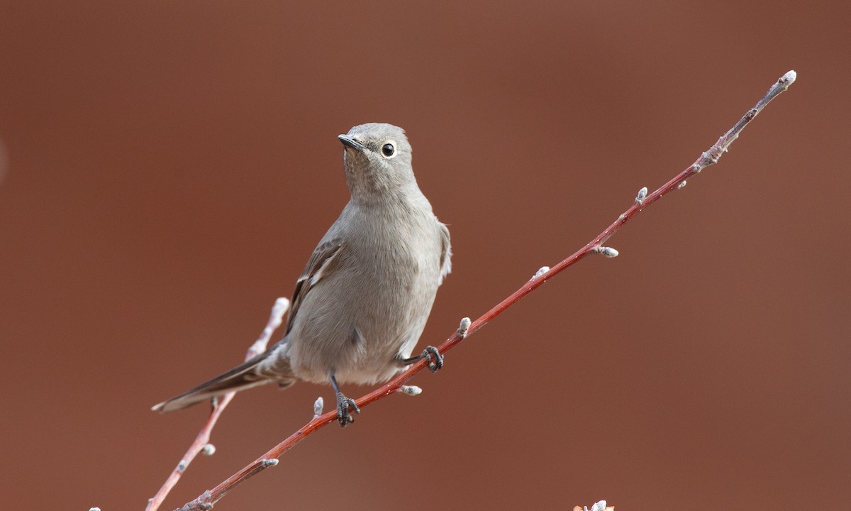 Townsend's Solitaire - ML620718012