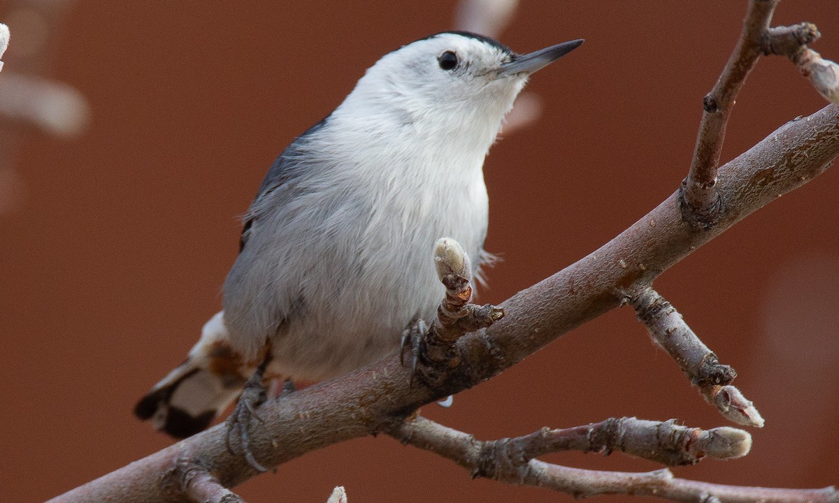 White-breasted Nuthatch (Interior West) - ML620718015