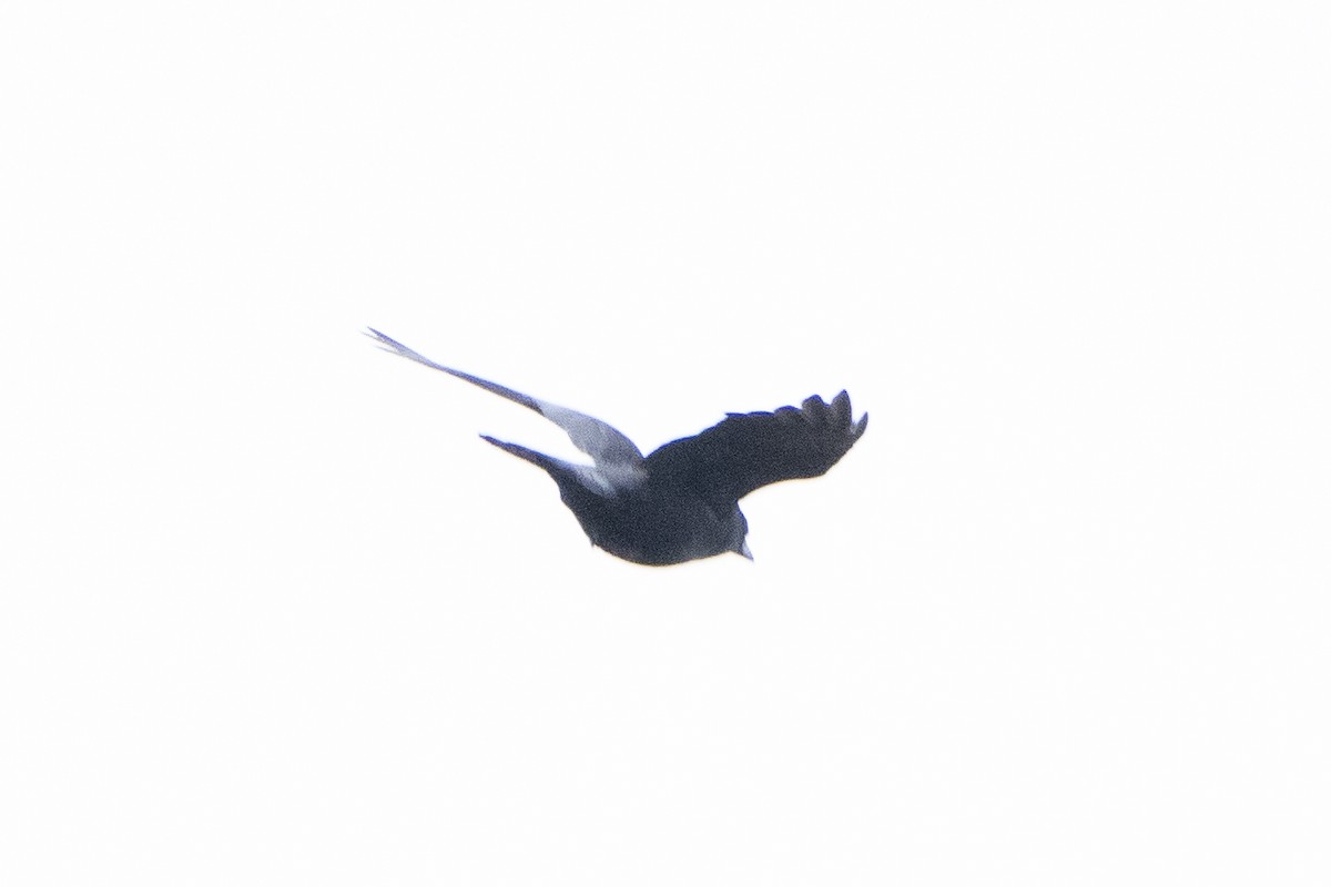 American Crow - ML620718018