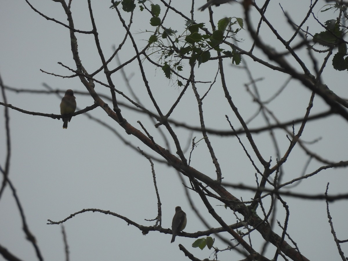 Cedar Waxwing - ML620718020