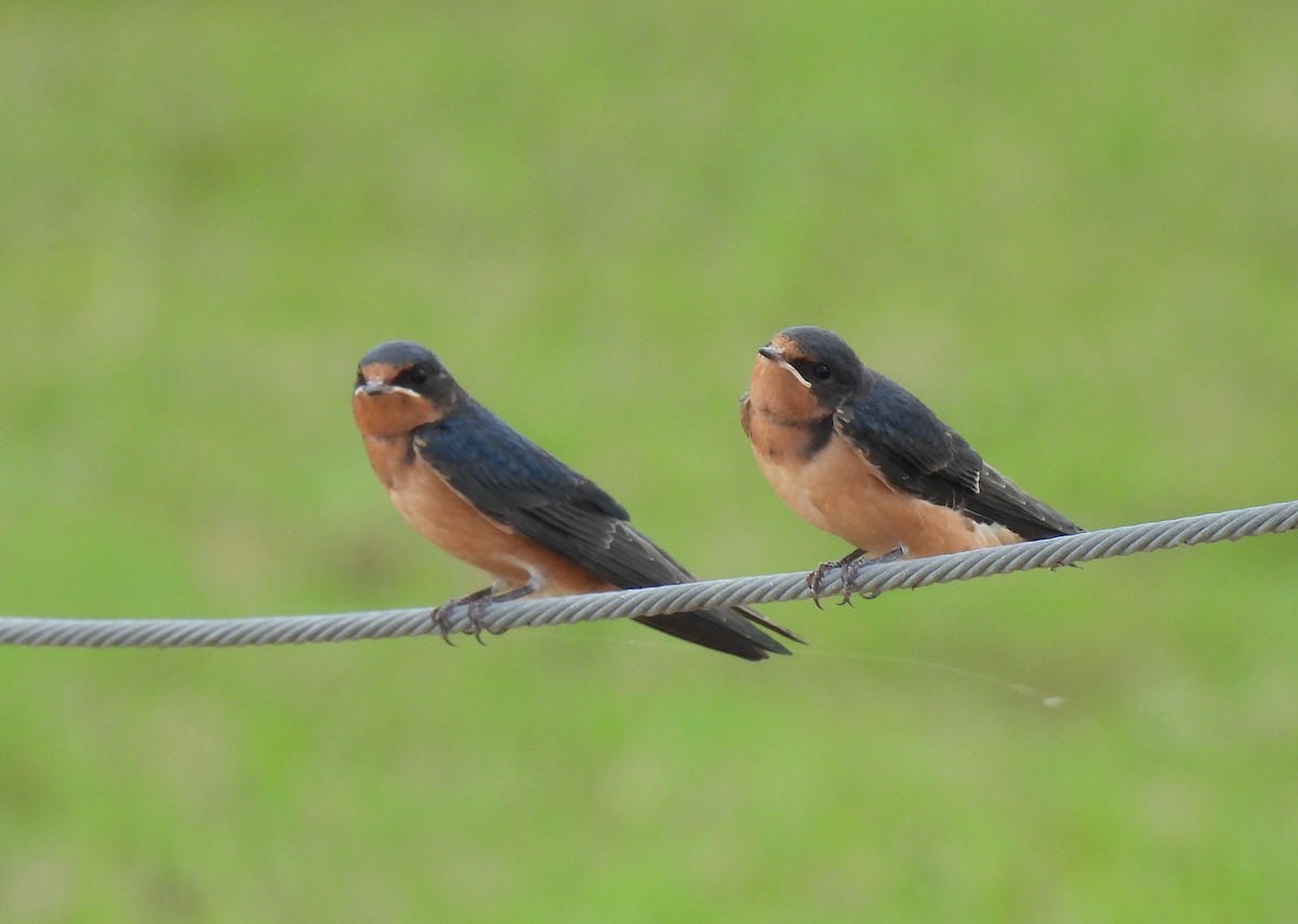 Rauchschwalbe (erythrogaster) - ML620718021