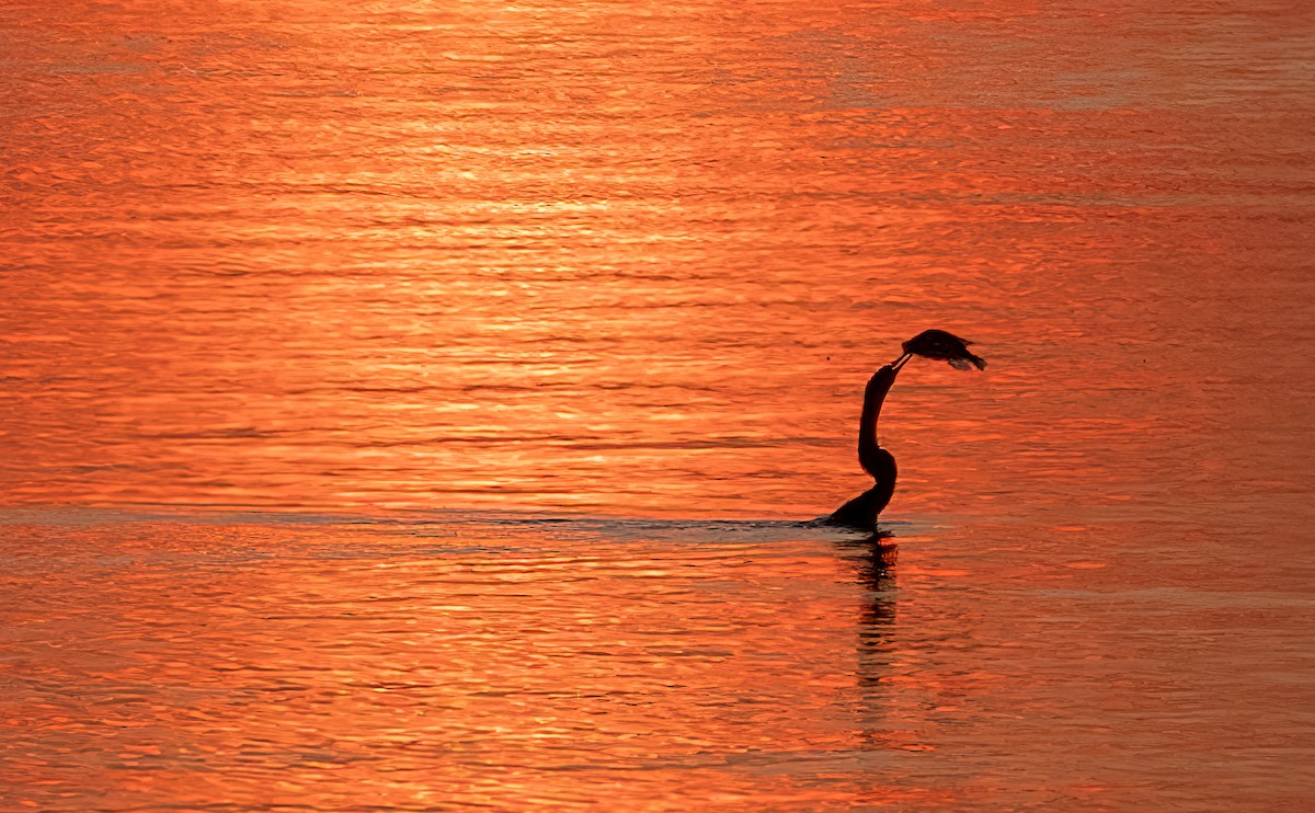 Anhinga d'Afrique - ML620718022