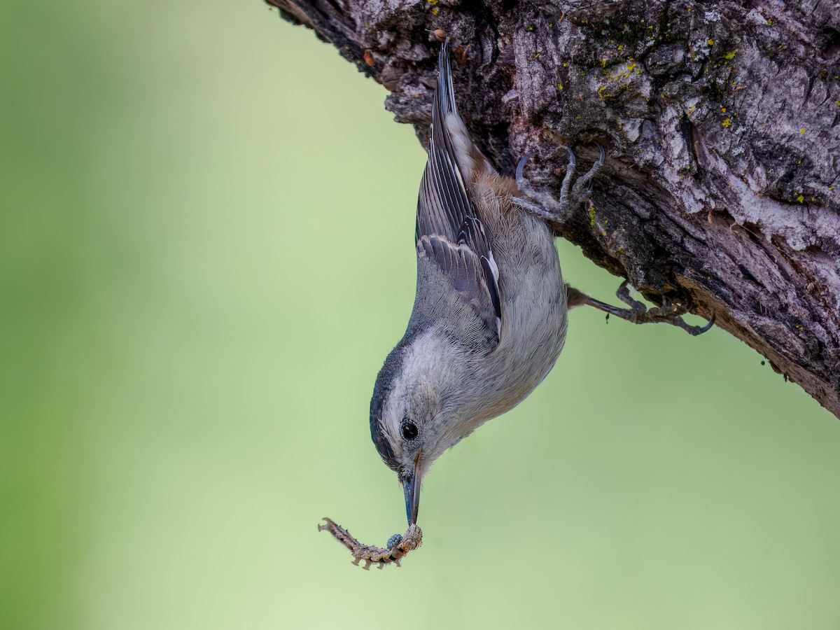 White-breasted Nuthatch - ML620718023