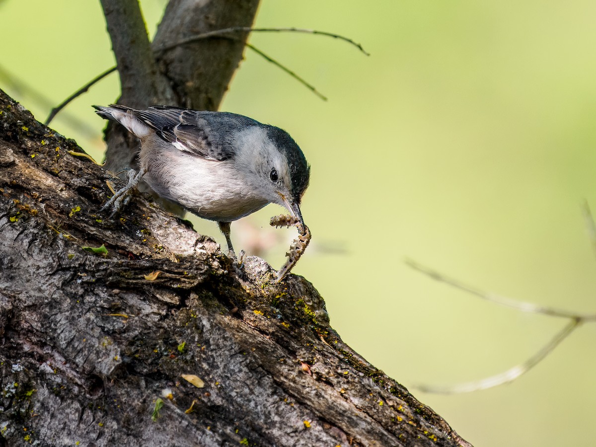 White-breasted Nuthatch - ML620718024