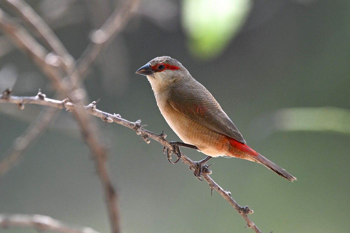 Crimson-rumped Waxbill - ML620718025