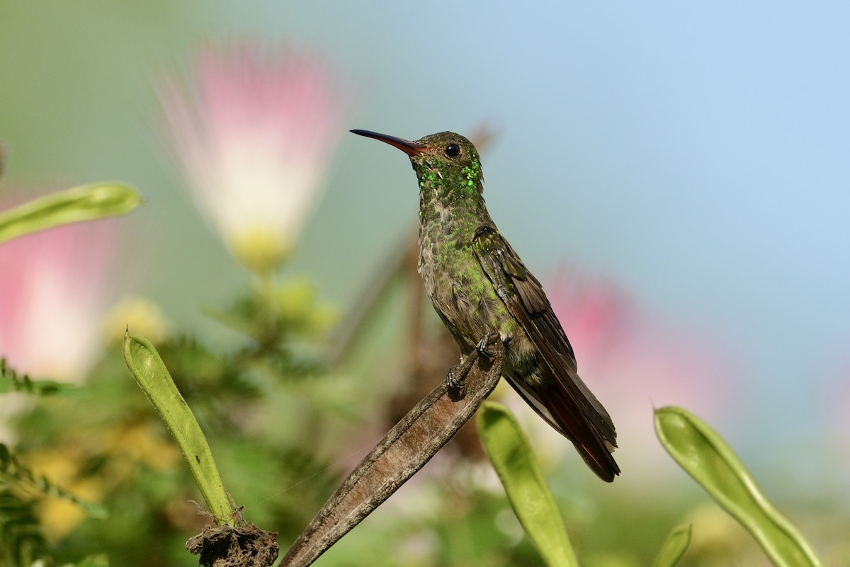 Rufous-tailed Hummingbird - ML620718026