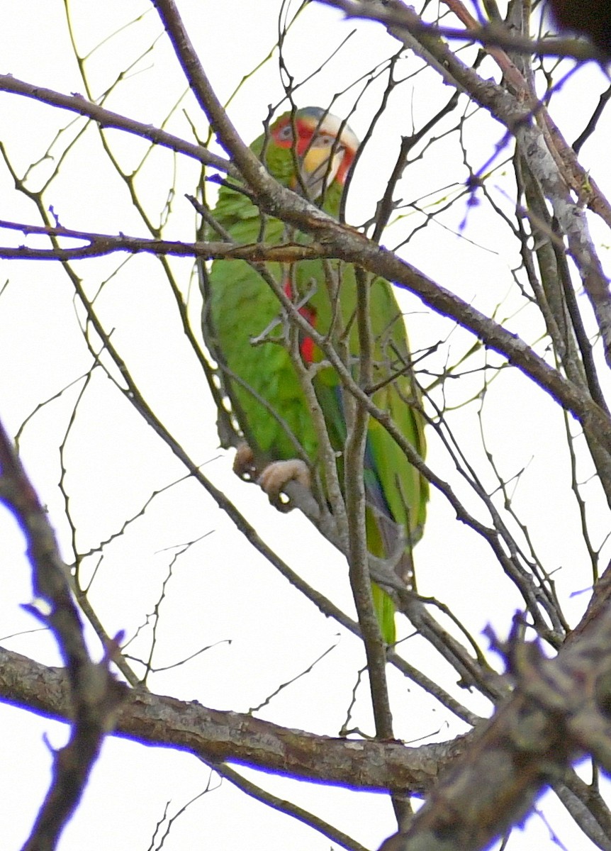 White-fronted Parrot - ML620718027