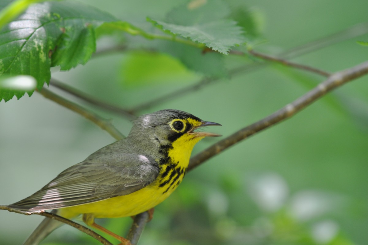 Canada Warbler - ML620718028