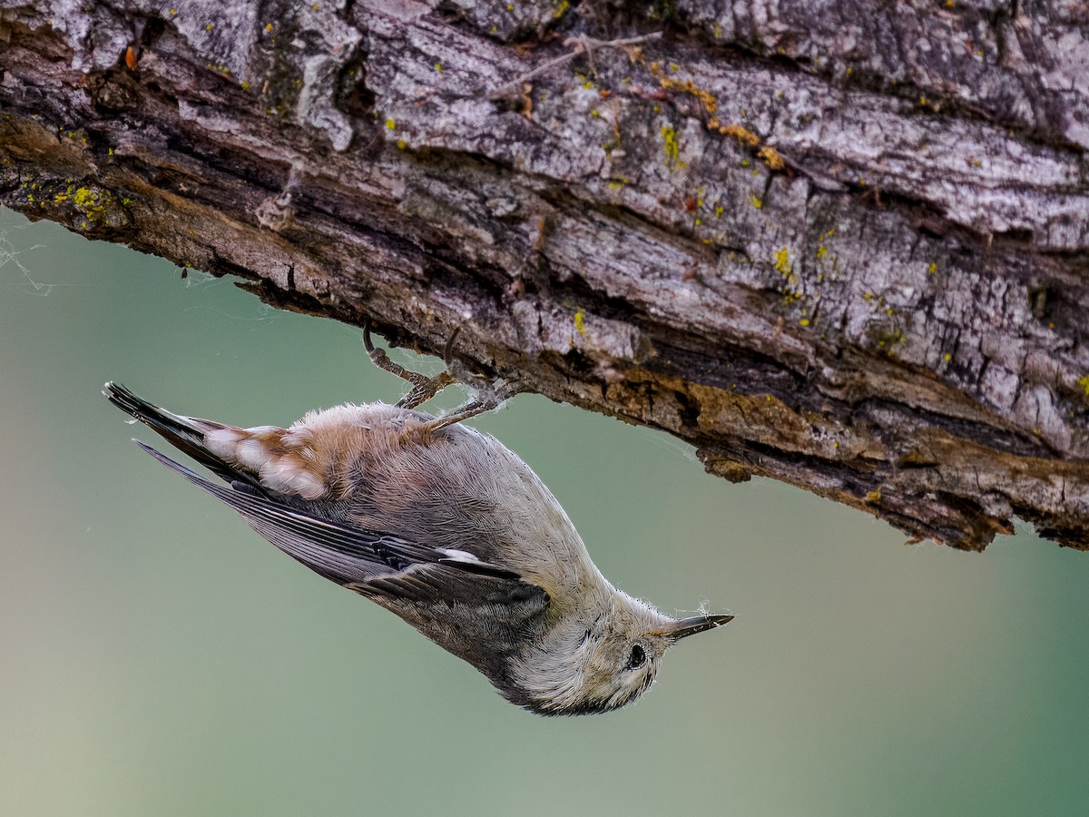 White-breasted Nuthatch - ML620718029