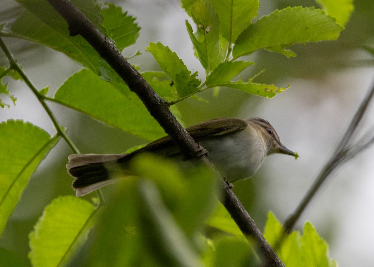 Red-eyed Vireo - ML620718030