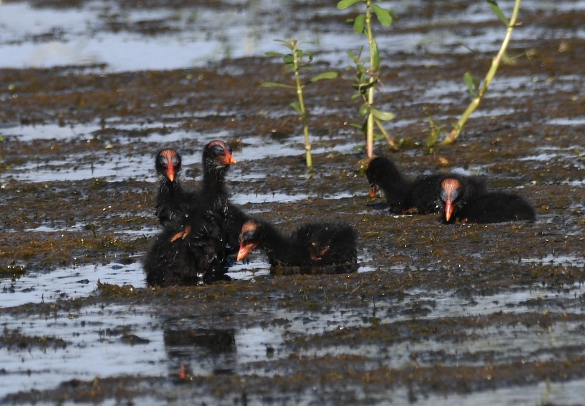 Gallinule d'Amérique - ML620718031