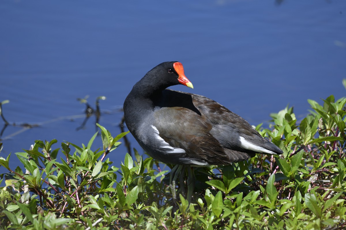 Gallinule d'Amérique - ML620718032