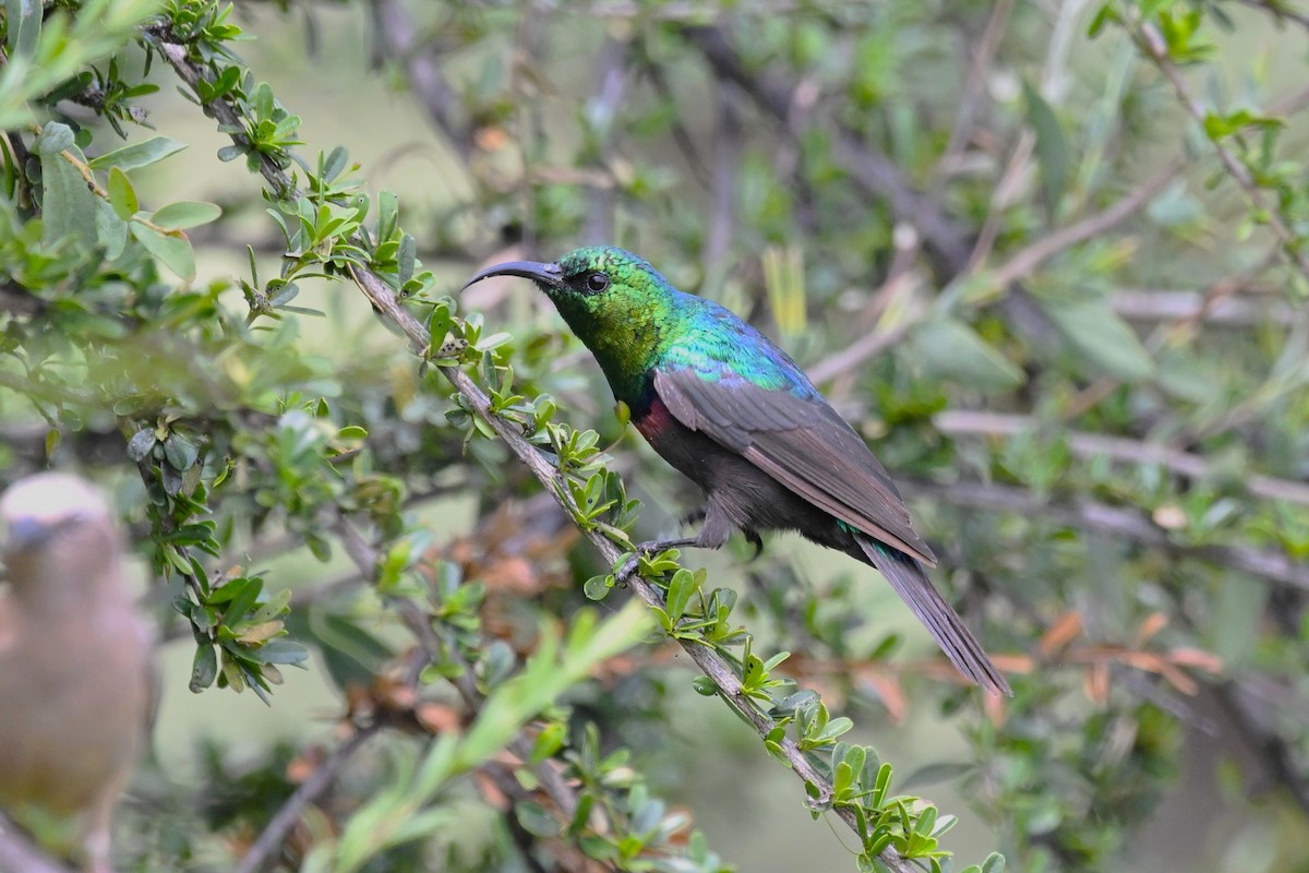 Bindennektarvogel - ML620718033