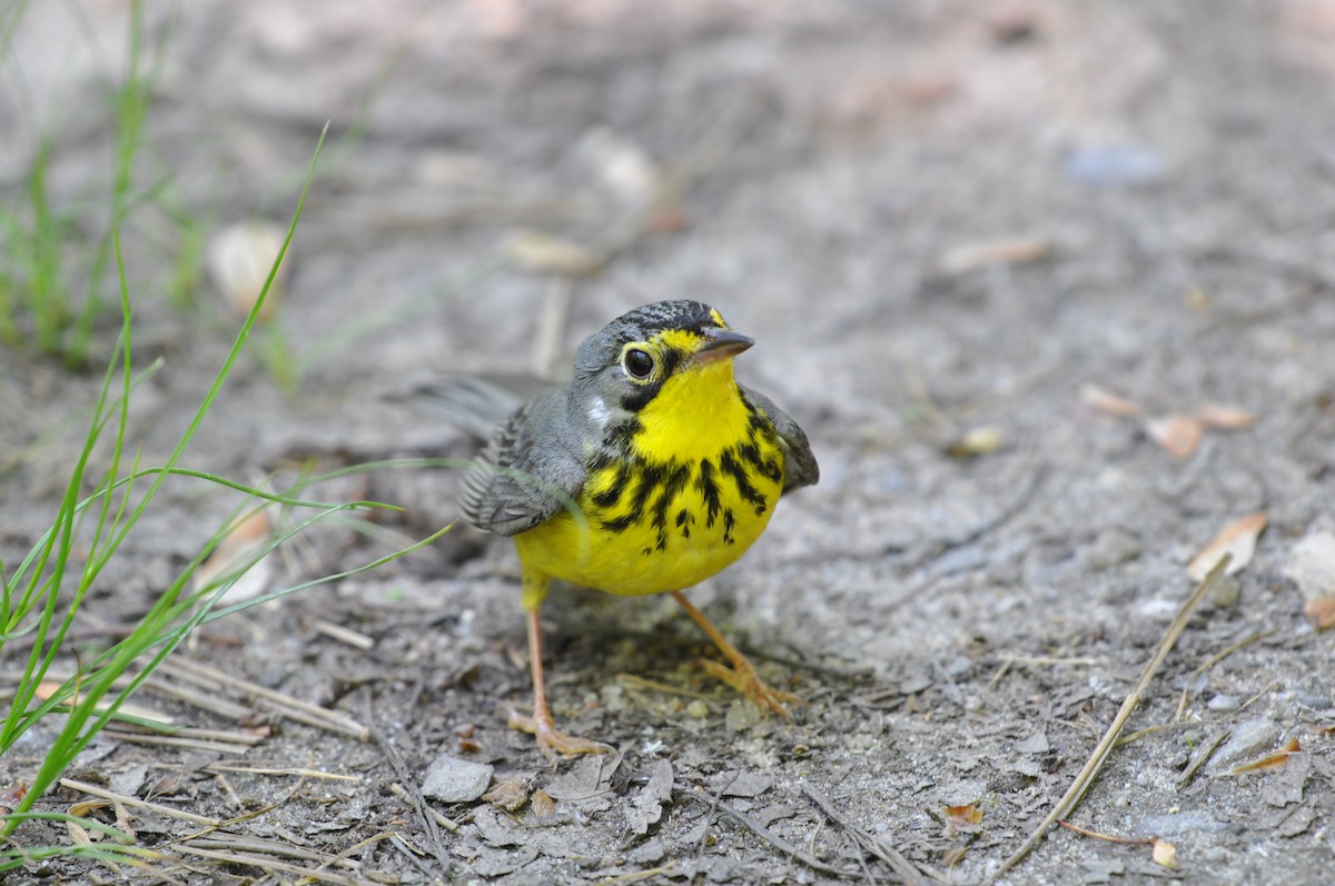 Canada Warbler - ML620718034