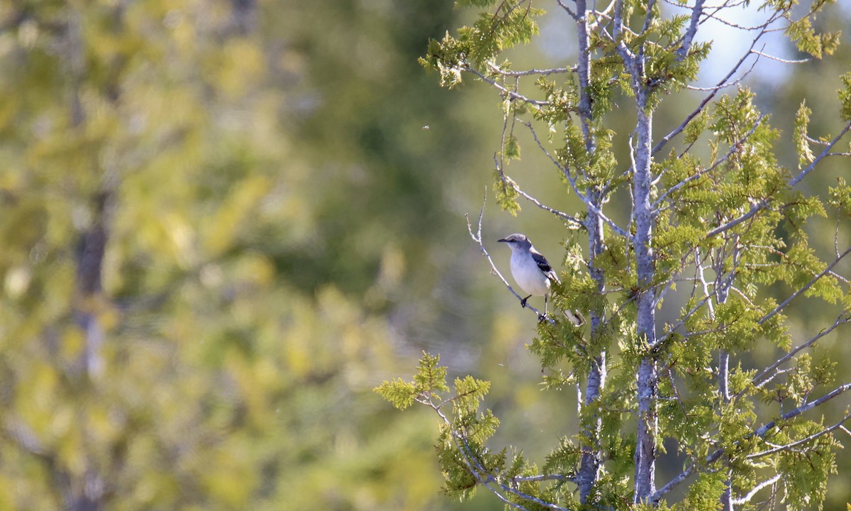 Northern Mockingbird - ML620718038