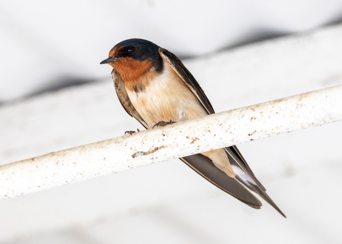 Barn Swallow - ML620718042