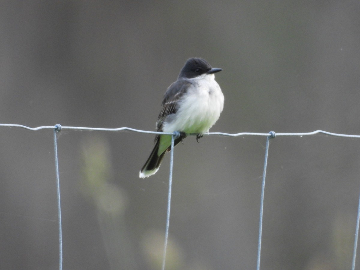 Eastern Kingbird - ML620718046