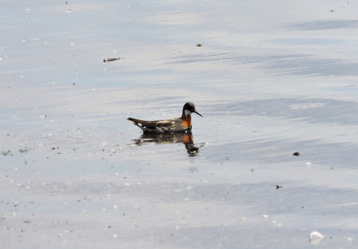 phalarope sp. - ML620718047