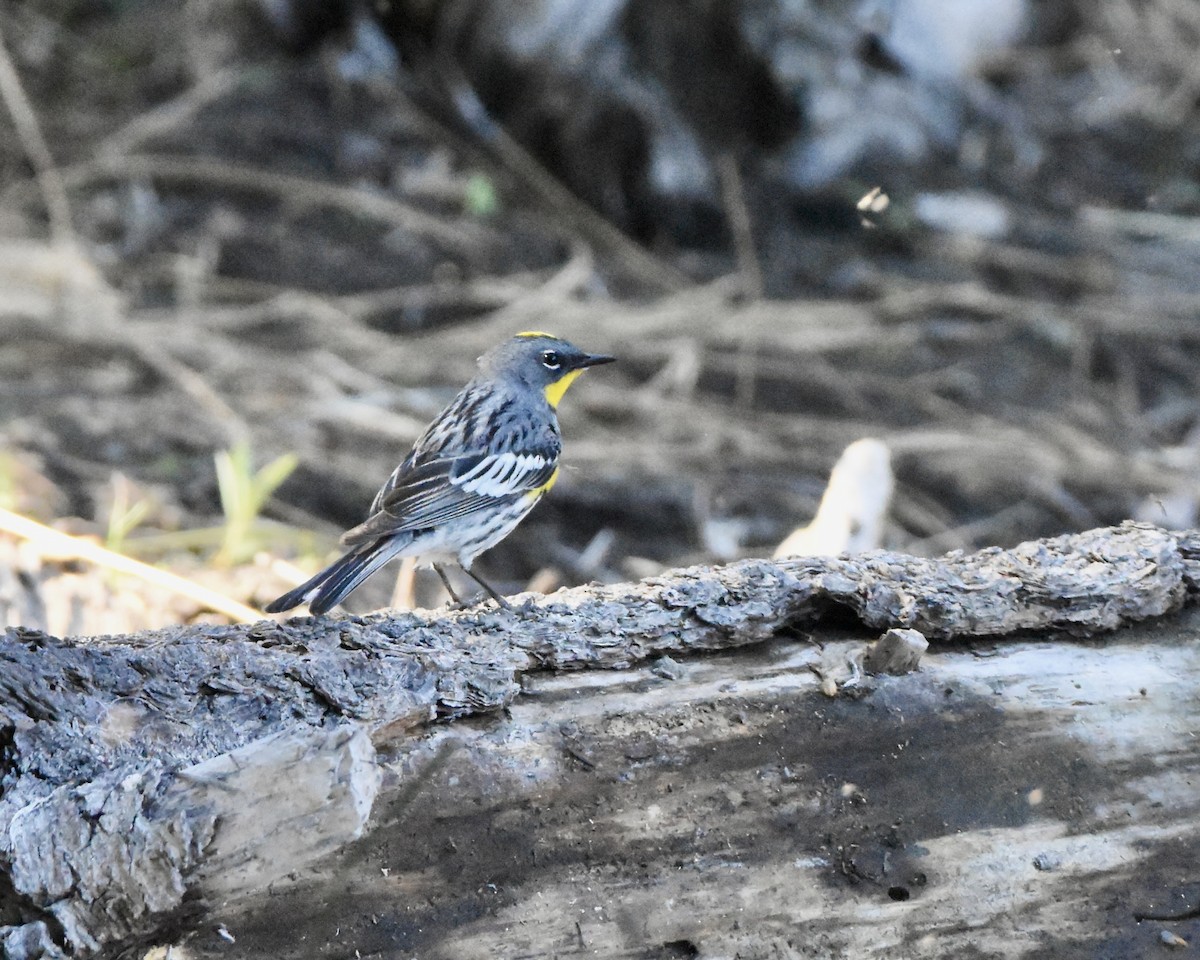 Yellow-rumped Warbler - ML620718048