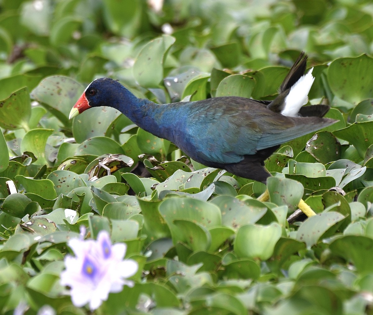 Purple Gallinule - ML620718049