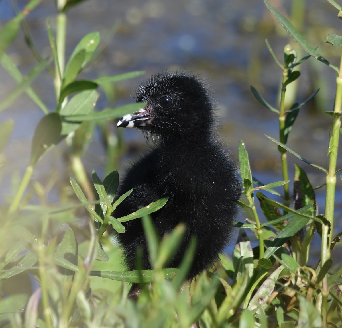 Purple Gallinule - ML620718051