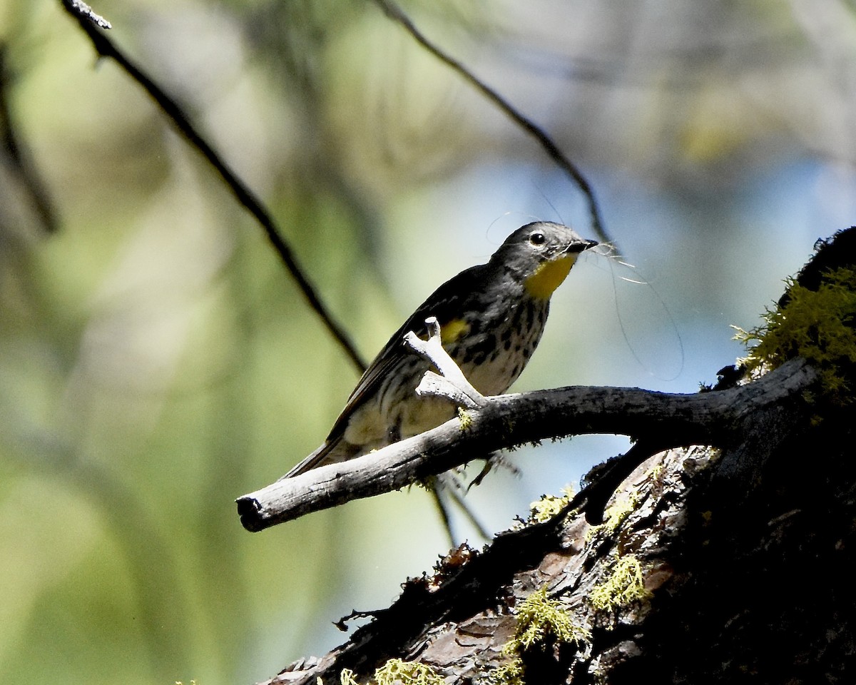 Yellow-rumped Warbler - ML620718052