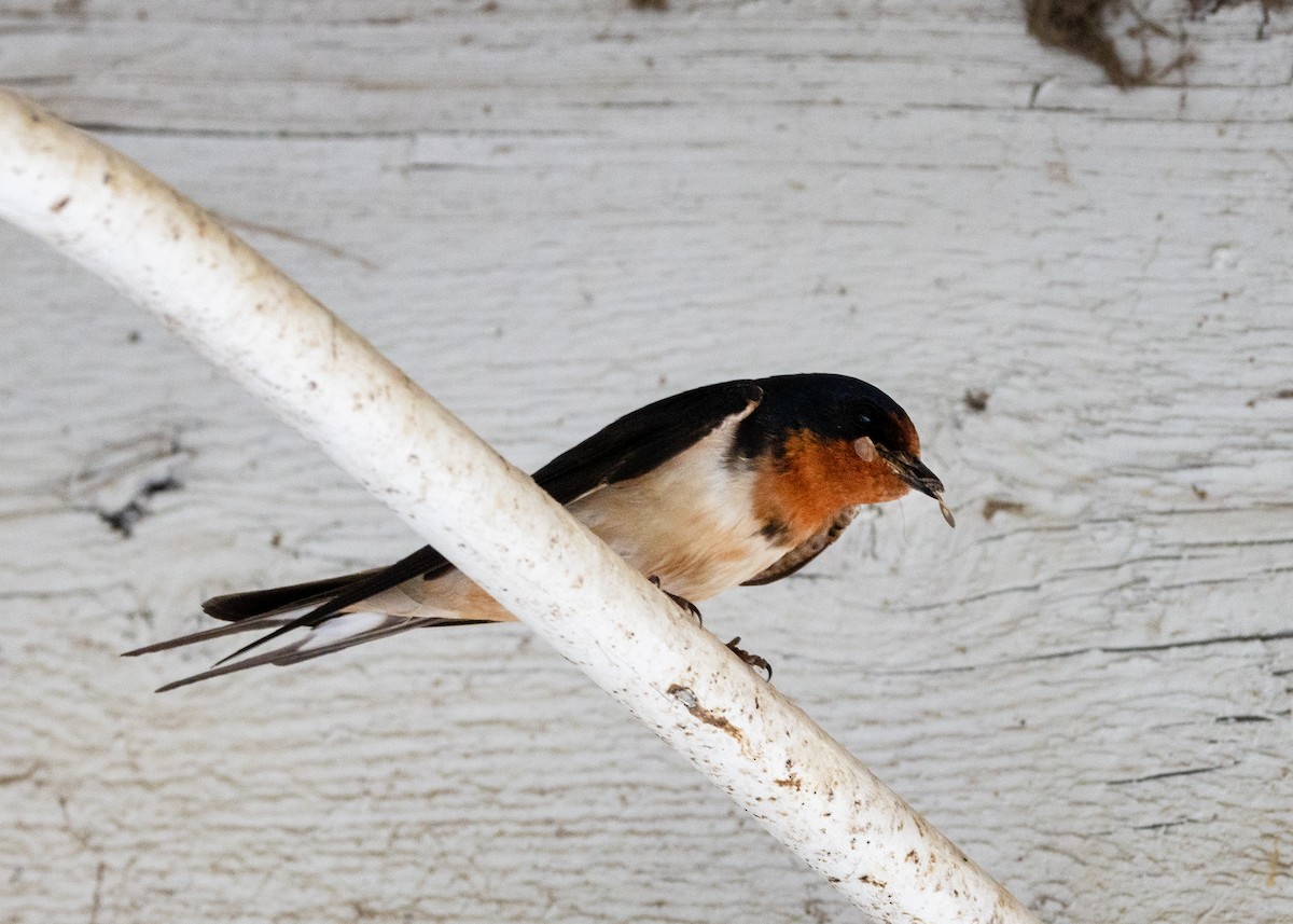 Barn Swallow - ML620718053