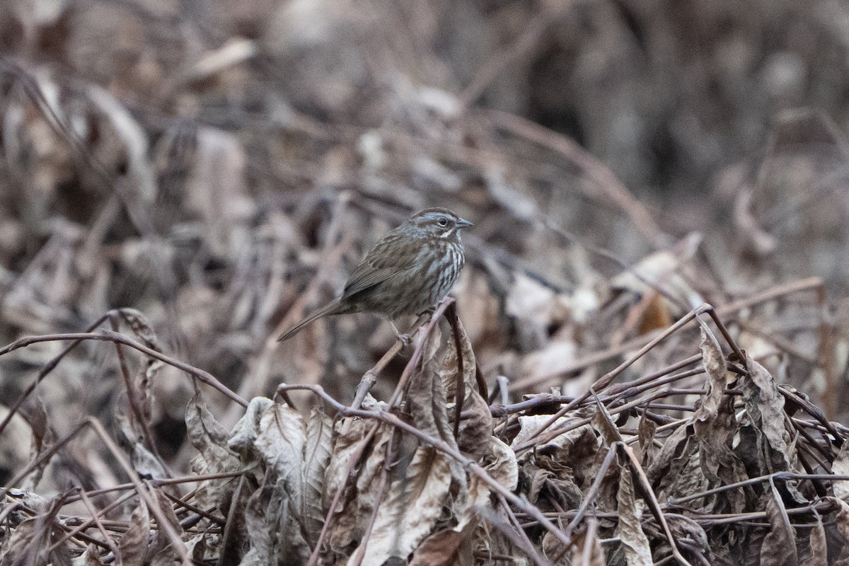 Song Sparrow - ML620718061