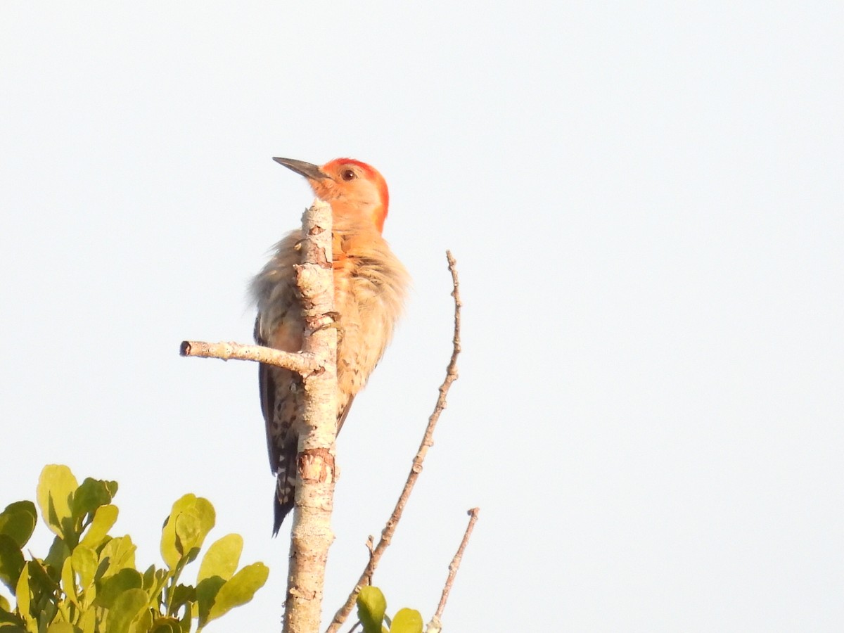 Red-bellied Woodpecker - ML620718062
