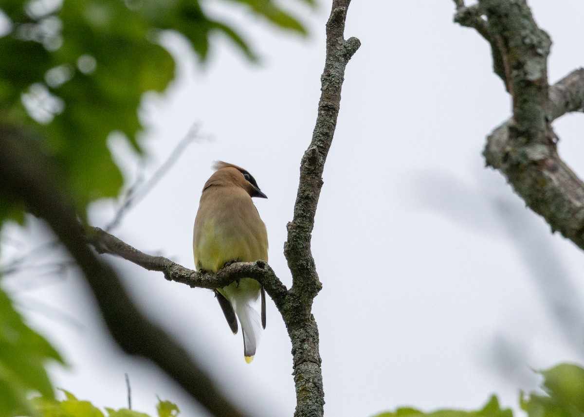 Cedar Waxwing - ML620718065