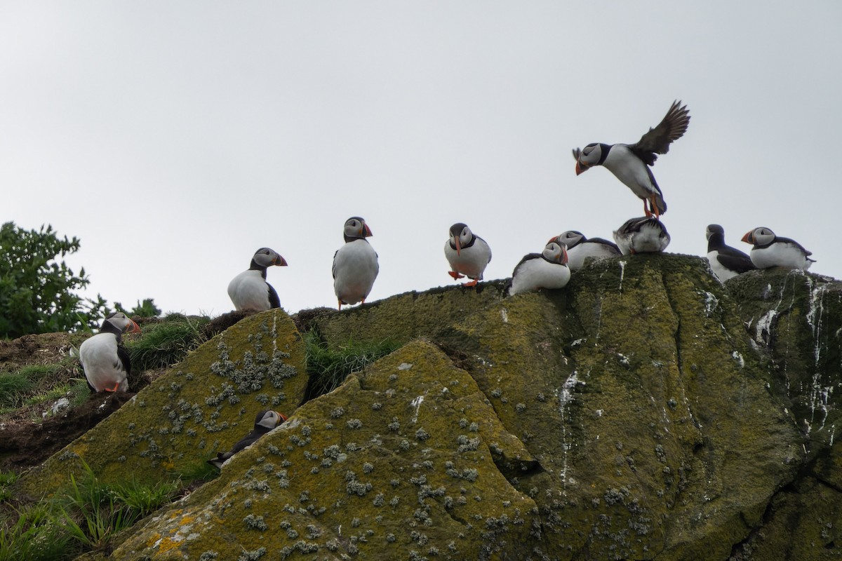 Atlantic Puffin - ML620718067