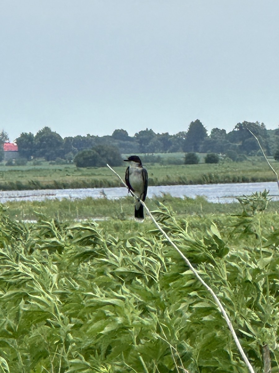 Eastern Kingbird - ML620718074