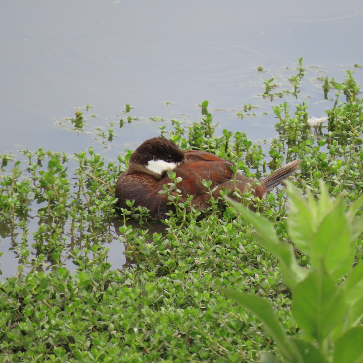 Ruddy Duck - ML620718077