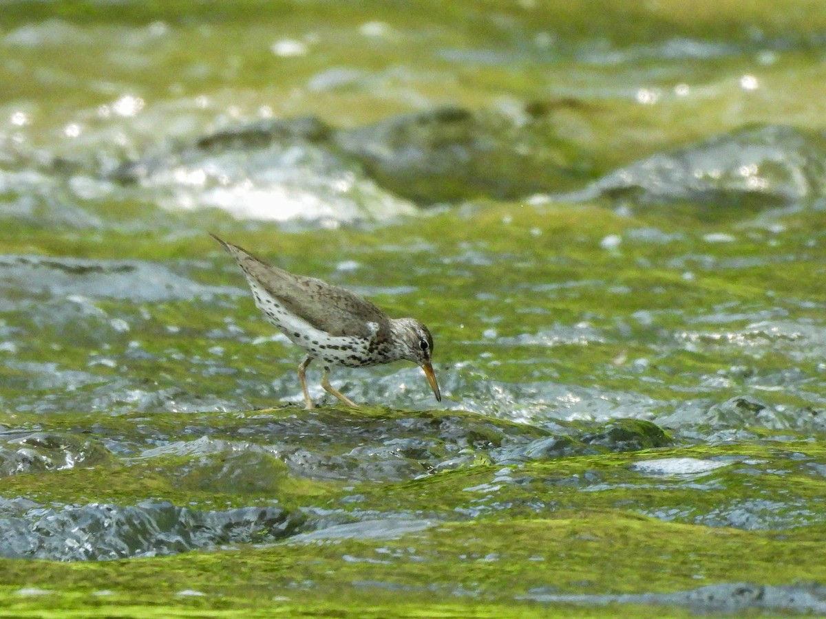 Spotted Sandpiper - Susan Brauning