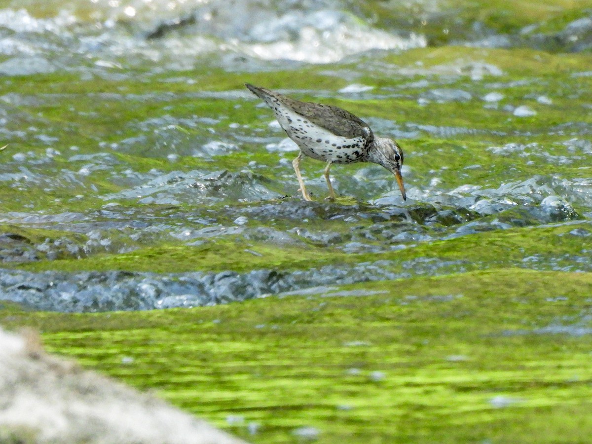 Spotted Sandpiper - ML620718083