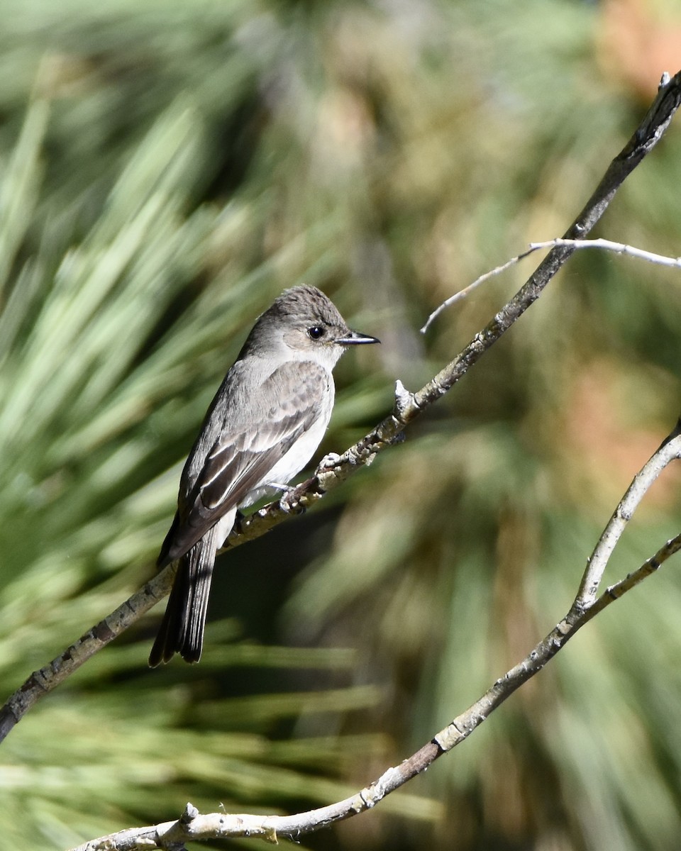 Western Wood-Pewee - Julie Doerr