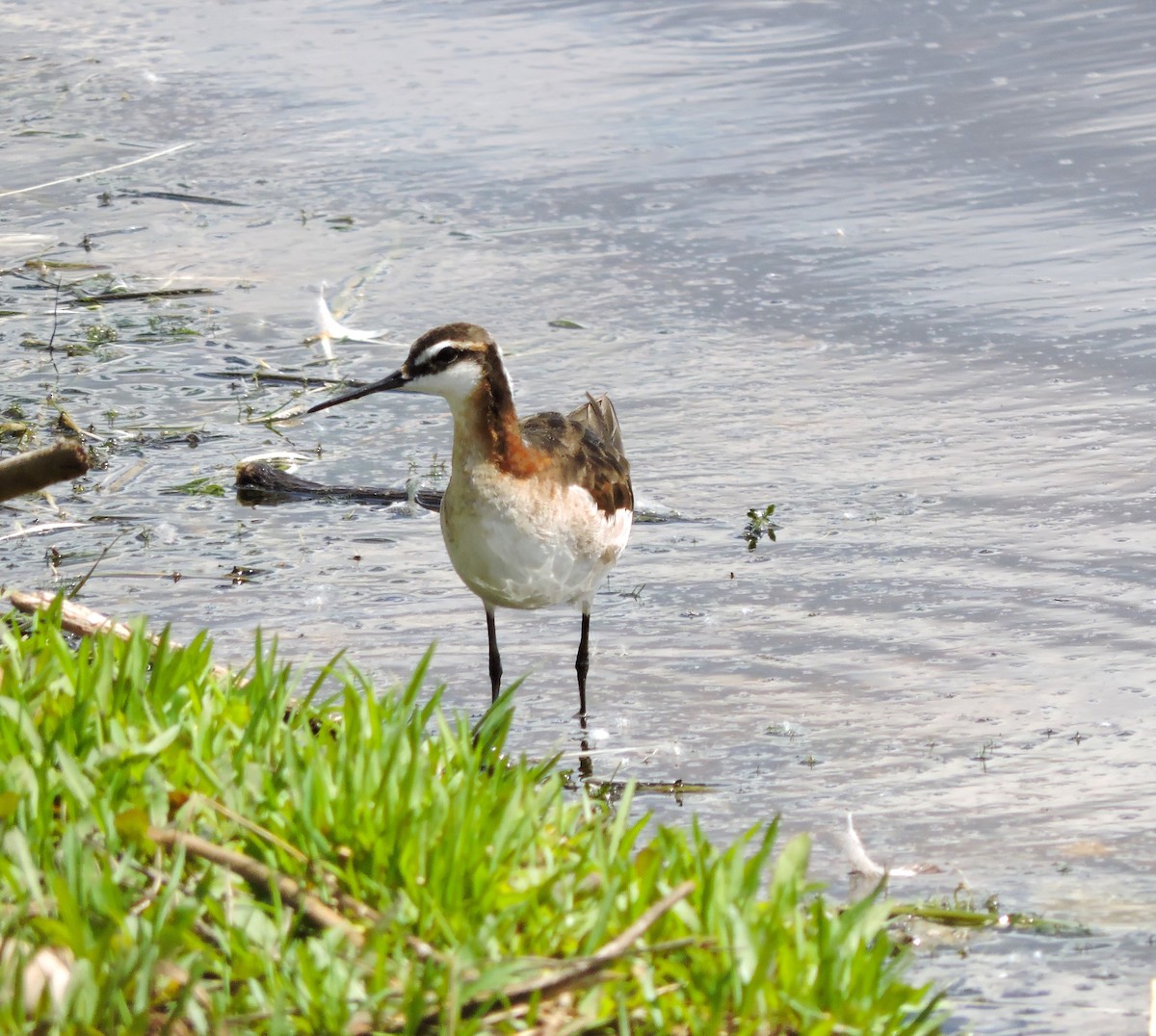 hvithalesvømmesnipe - ML620718086